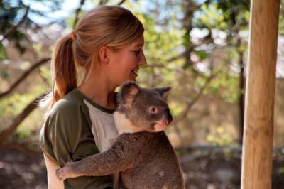 The opportunity to snuggle koalas is just one bonus of a working holiday in Australia. 